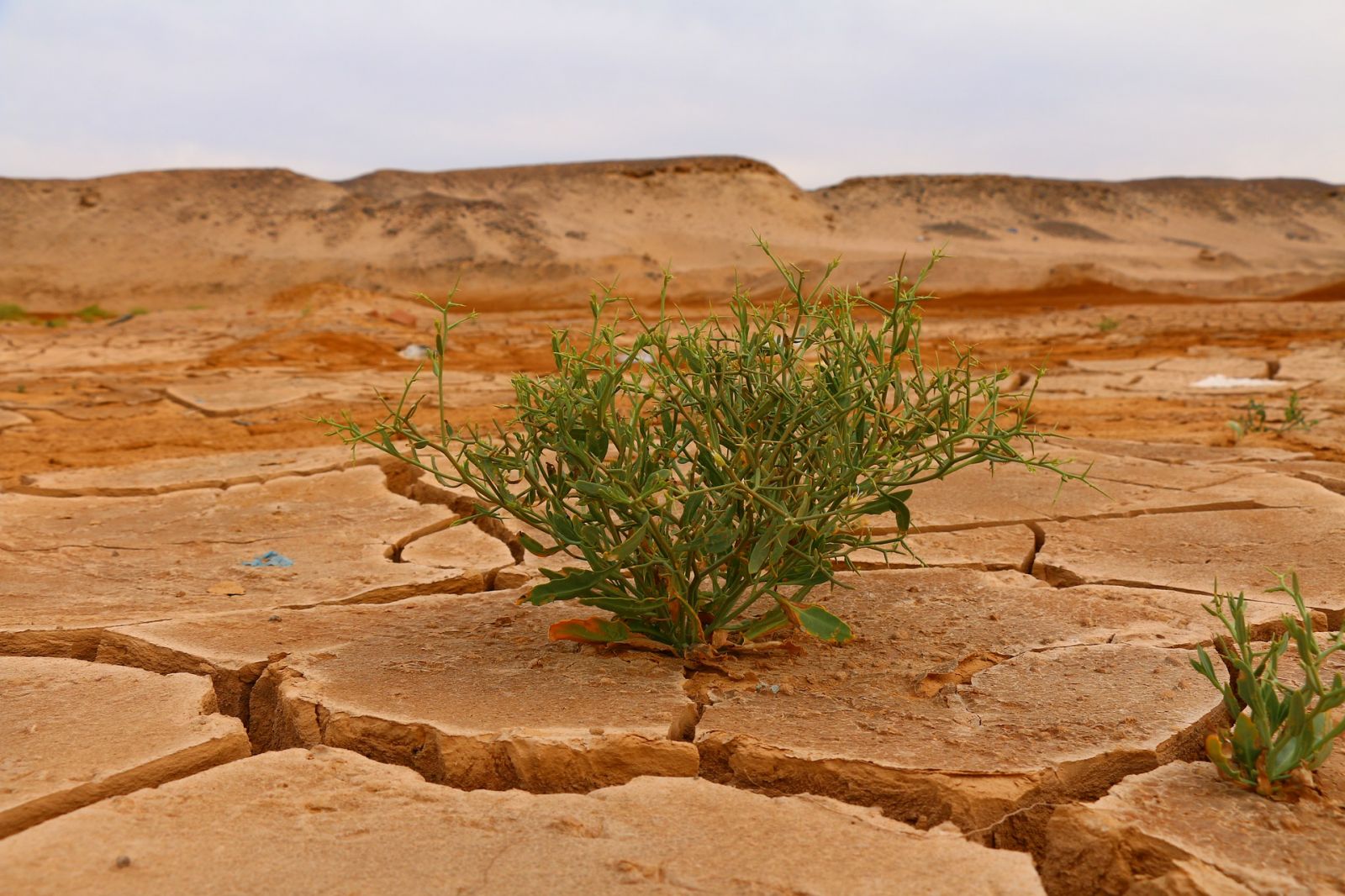 Arsinoe Seminar Series - Climate Change and Its Impact on Water and Public Health