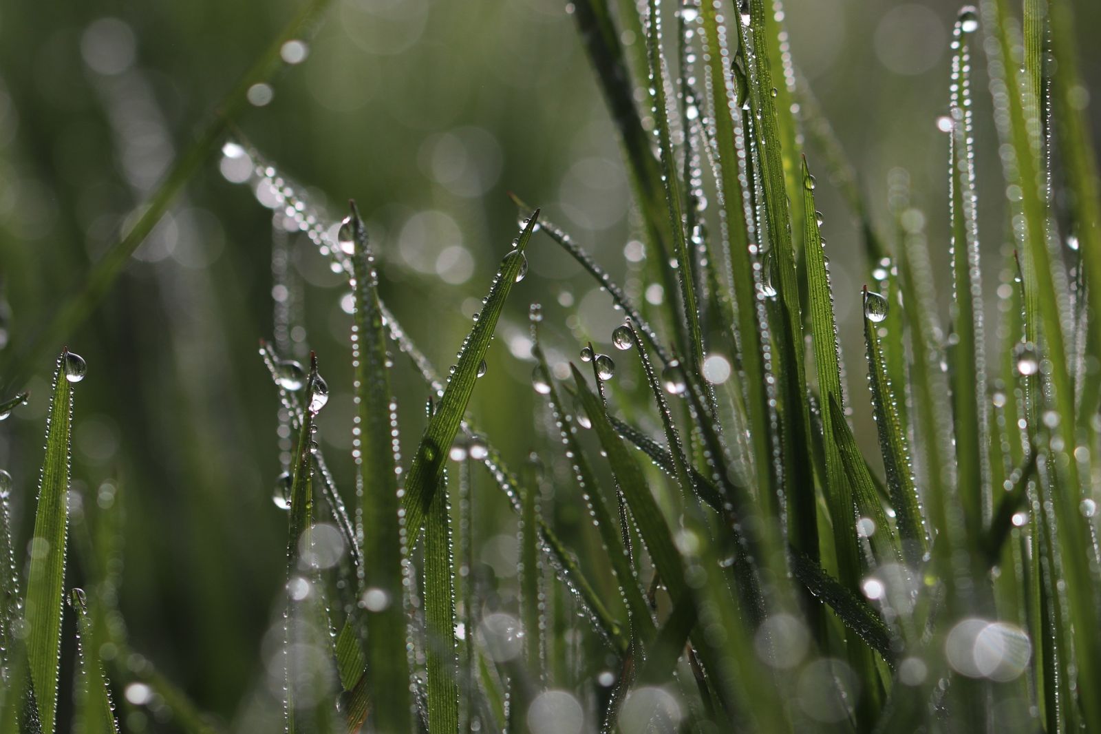 Biologically-inspired design for a Water-Smart Society