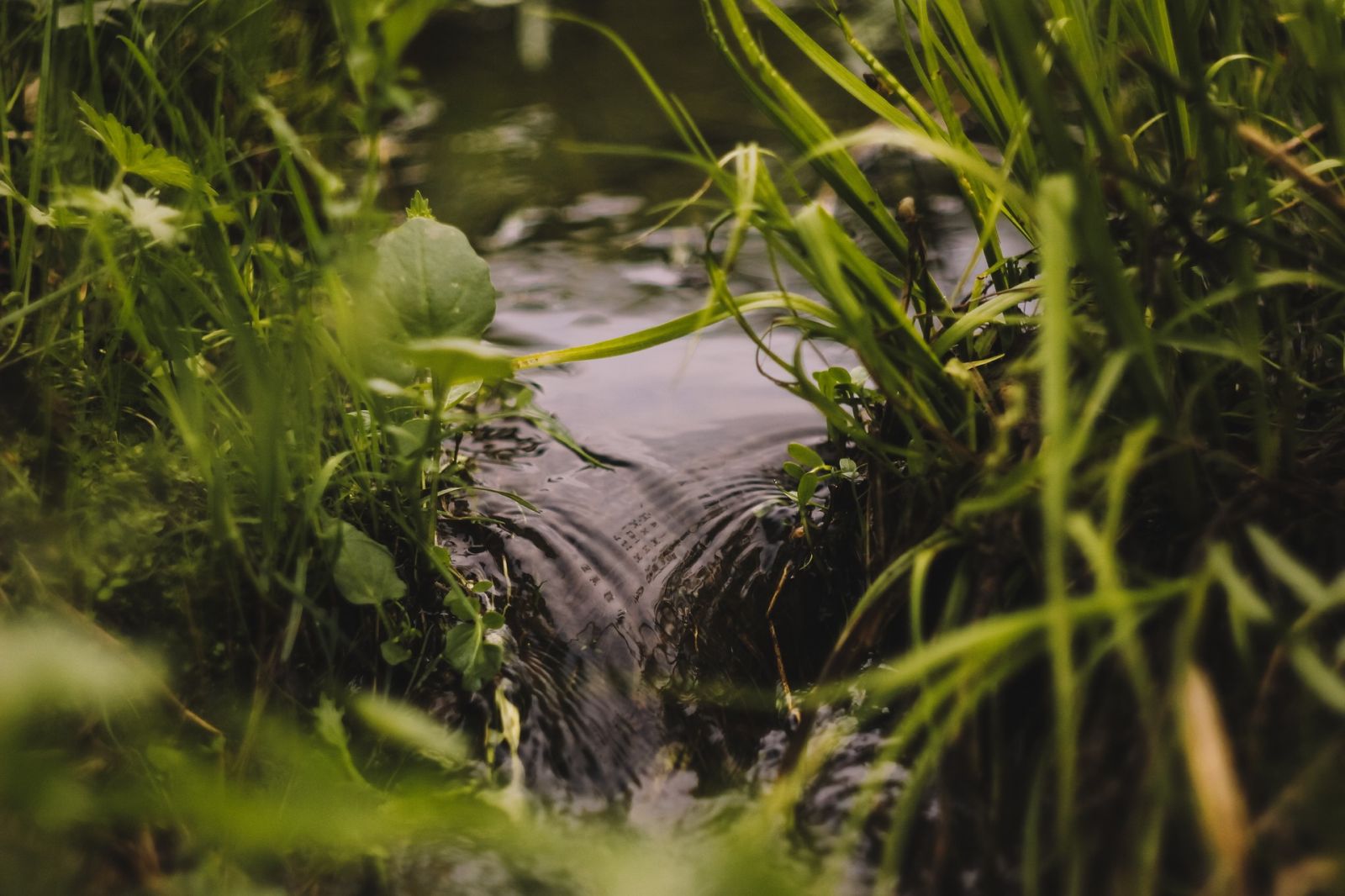 The power of Nature-Based Solutions for wastewater & stormwater treatment